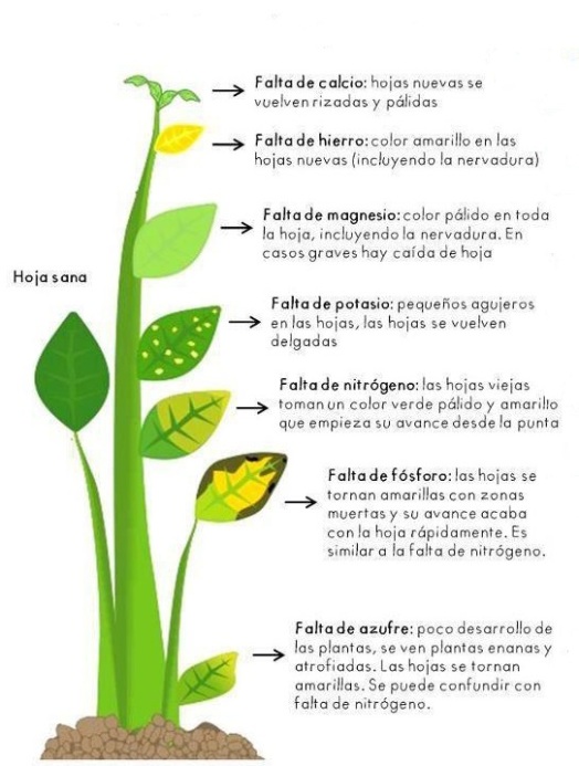 Tabla_deficiencia_en_plantas